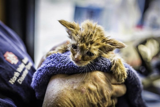 Zachránné kot dostalo pezdívku Baby Yoda.