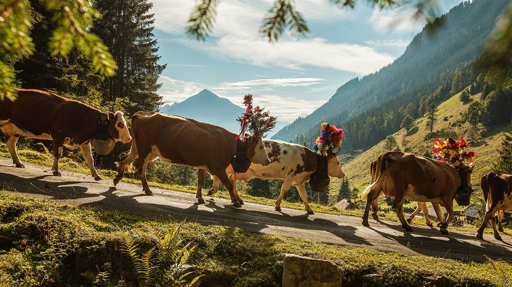 Alpabzug, návrat dobytka z letní horské pastvy do údolí, je váená výcarská...