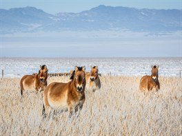 Jak úchvatné je pozorování divokých koní ve volné krajin, je urit patrné i z...