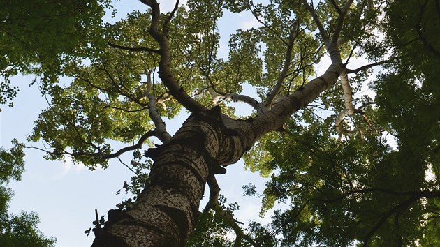Koruna vzrostlho stromu na jin Morav, topol bl  typick druh ninnho lesa, Lanhot, esk republika 