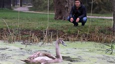 Labuť s amputovaným křídlem v záchranné stanici v přírodní rezervaci Soos u... Labuť s amputovaným křídlem v záchranné stanici v přírodní rezervaci Soos u...
