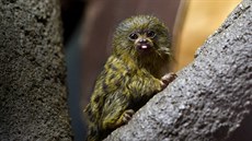 Dvě mláďata kosmanů zakrslých, nejmenších opic na světě, se před časem narodila... Dvě mláďata kosmanů zakrslých, nejmenších opic na světě, se před časem narodila...