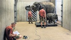 A teď já. Na váze se právě střídá matka Janita (2 242 kg) s dcerou Amalee (302... A teď já. Na váze se právě střídá matka Janita (2 242 kg) s dcerou Amalee (302...