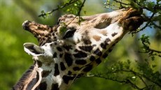 Žirafí samec, který se v ostravské zoologické zahradě dožil téměř dvaadvaceti... Žirafí samec, který se v ostravské zoologické zahradě dožil téměř dvaadvaceti...
