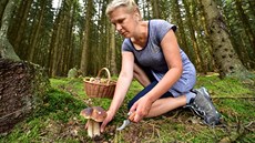 Houbu nejprve jemně vykruťte z půdy, pak ji terve očistěte nožem. Podhoubí opět... Houbu nejprve jemně vykruťte z půdy, pak ji terve očistěte nožem. Podhoubí opět...
