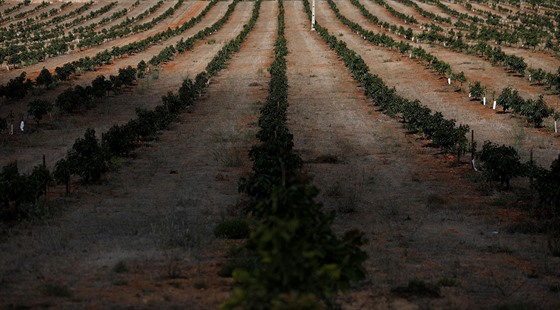 Avokádová plantá u msta Lagos v portugalském Algarve. (5. íjna 2020)