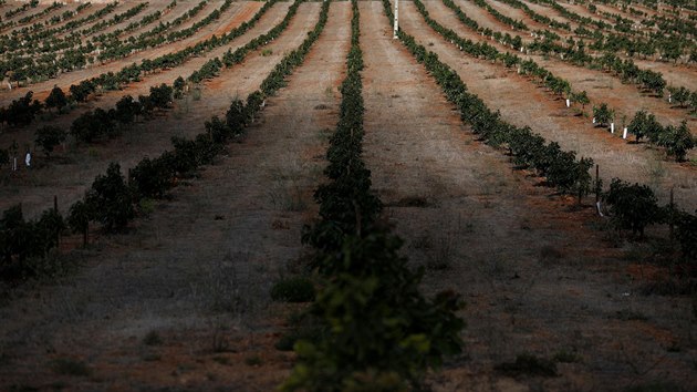 Avokádová plantáž u města Lagos v portugalském Algarve. (5. října 2020) Avokádová plantáž u města Lagos v portugalském Algarve. (5. října 2020)