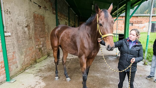 Zuzana Voklkov je soust tmu, kter se ve Velkch Karlovicch star o letonho vtze Velk pardubick, hndka Hegnuse.