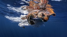 David Salvatori: ´Entangled´, vítězný snímek v kategorii Ekologická reportáž,... David Salvatori: ´Entangled´, vítězný snímek v kategorii Ekologická reportáž,...