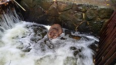 Bobr uvízl v Malé říčce ve Stromovce, musela zakročit záchranná stanice. (14.... Bobr uvízl v Malé říčce ve Stromovce, musela zakročit záchranná stanice. (14....
