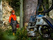 Některé stromy napadené kůrovcem kácí podél šumavských cest dřevorubci s... Některé stromy napadené kůrovcem kácí podél šumavských cest dřevorubci s...