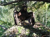 Kristýna je jediným mládětem orla křiklavého, které se letos narodilo v Česku.... Kristýna je jediným mládětem orla křiklavého, které se letos narodilo v Česku....