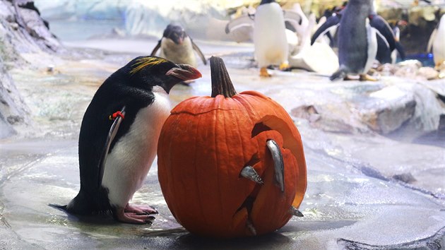 Ani tuk se nenech zaskoit servrovnm sv tradin potravy v halloweenskm stylu. (Edinburgh Zoo)