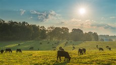 Zhodnocená půda pro další generace. Tak hospodaří Horňácká farma Zhodnocená půda pro další generace. Tak hospodaří Horňácká farma