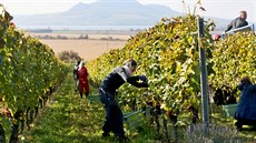 Vinice jihomoravského Sonberku obsadili dobrovolníci, kteí na poslední chvíli...