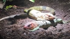 Liberecká zoo má nové ještěry. Liberecká zoo má nové ještěry.