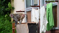 Tisíce opic vzaly útokem indické město Šimla. Primáti tam útočí na místní... Tisíce opic vzaly útokem indické město Šimla. Primáti tam útočí na místní...