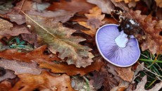 Čirůvka fialová (Clitocybe nuda) Čirůvka fialová (Clitocybe nuda)