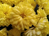 Fotografie pořízená smartphonem Nokia 5.3