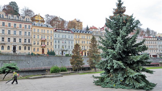 Letošní karlovarský vánoční strom před hotelem Thermal je třicet let starý a patnáct metrů vysoký stříbrný smrk, který stával v Majakovského ulici.