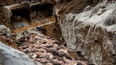 Dánsko začalo s likvidací norků, kteří měli zmutovaný covid. Muselo být... Dánsko začalo s likvidací norků, kteří měli zmutovaný covid. Muselo být...