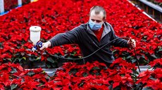 Ve sklenících společnosti Azalea Chlumec každoročně vypěstují přibližně 100... Ve sklenících společnosti Azalea Chlumec každoročně vypěstují přibližně 100...