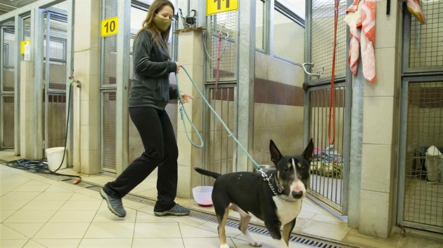 Pardubický útulek pro opuštěná zvířata potřebuje lepší zázemí.