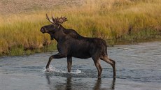Los v národním parku Yellowstone ve Wyomingu. (13. září 2020) Los v národním parku Yellowstone ve Wyomingu. (13. září 2020)