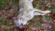 Vlčici na Českolipsku někdo zastřelil. Vlčici na Českolipsku někdo zastřelil.