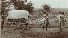 Fotografie z roku 1910, popsaná neznámým autorem jako „Sklizeň bavlny v jedné... Fotografie z roku 1910, popsaná neznámým autorem jako „Sklizeň bavlny v jedné...