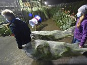 Kolem šestnácti set stromků má od pátku pro své zákazníky připraven Obchodní... Kolem šestnácti set stromků má od pátku pro své zákazníky připraven Obchodní...