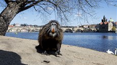 Nutrie říční označovaná někdy i jako řekomyš do evropské přírody nepatří.... Nutrie říční označovaná někdy i jako řekomyš do evropské přírody nepatří....
