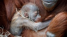 Orangutaní kluk se má ile k svtu, ovem v nárui mámy je mu zatím nejlépe.