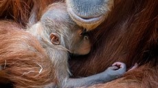Zatím si orangutaní kluk maximáln uívá máminy nárue a drí se jí jako klít.