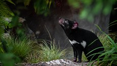 Tento týden vyhlásili vítěze letošní soutěže Fotím v Zoo Praha, kde se sešlo... Tento týden vyhlásili vítěze letošní soutěže Fotím v Zoo Praha, kde se sešlo...