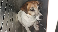 Fenka Jack Russel teriéra cestovala z Rybitví do Pardubic na konečnou. Fenka Jack Russel teriéra cestovala z Rybitví do Pardubic na konečnou.