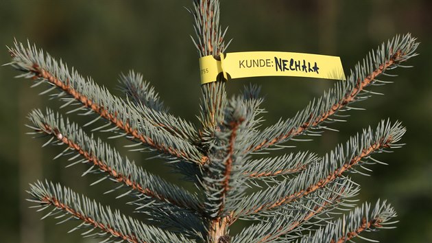 Stromek si lze zamluvit a uříznout až těsně před svátečními dny.