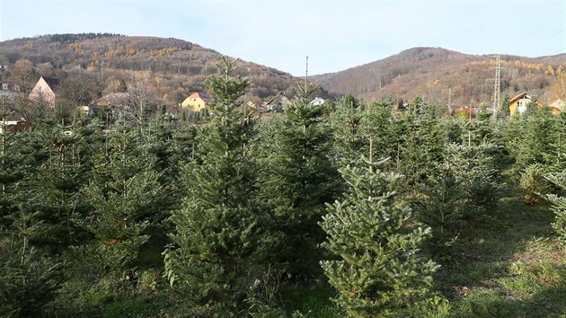 Na ploše zhruba tři hektary rostou téměř tři tisícovky stromků – čtyři druhy jedle, dva druhy smrku a dva druhy borovice.