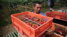Pracovník z Rumunska při sběru jahod v Anglii (29. června 2018) Pracovník z Rumunska při sběru jahod v Anglii (29. června 2018)