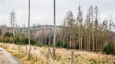 Stromy zničené kůrovcem v lesích na Dačicku. Stromy zničené kůrovcem v lesích na Dačicku.