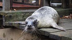 Tuleň Robbie, rodák z Antverp, přijel do Jihlavy ze zoo v Ústí nad Labem. Tuleň Robbie, rodák z Antverp, přijel do Jihlavy ze zoo v Ústí nad Labem.