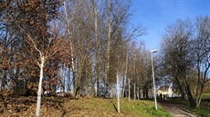 Poničené stromořadí v Jablonci nad Nisou. Poničené stromořadí v Jablonci nad Nisou.