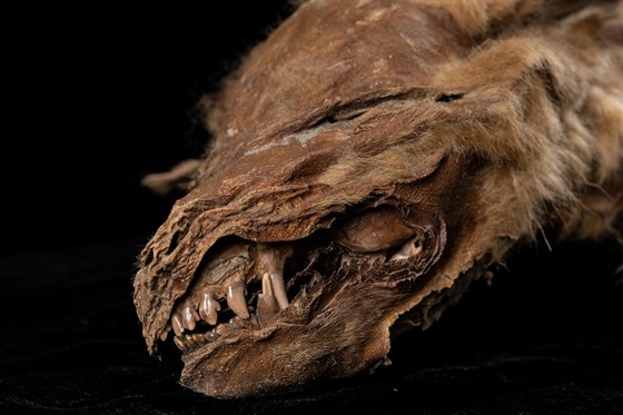 Více ne 50 tisíc let stará mumie vlího mládte, objevená v kanadském...