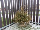 <p>Stromek nevydržel do 3 králů, jak bývalo zvykem.</p> <p>Stromek nevydržel do 3 králů, jak bývalo zvykem.</p>