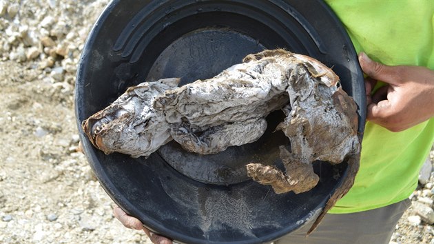 Vce ne 50 tisc let star mumie vlho mldte, objeven v kanadskm teritoriu Yukon (13. ervence 2016)
