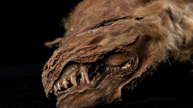 Vce ne 50 tisc let star mumie vlho mldte, objeven v kanadskm teritoriu Yukon (18. nora 2020)