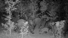 České fotopasti FOXcam oslní kvalitou České fotopasti FOXcam oslní kvalitou