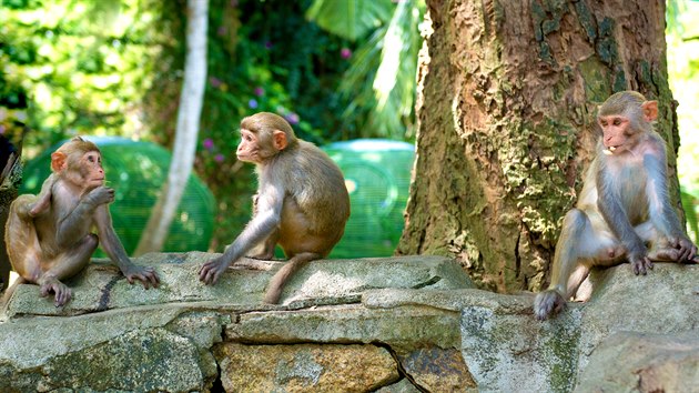 Svj nov domov si asijt makakov nevybrali, dostali se do nj v komernm zjmu. Nadmru dobe se vak na Florid zabydleli.