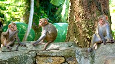 Svj nový domov si asijtí makakové nevybrali, dostali se do nj v komerním...