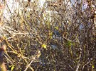 <p>V jarním počasí letošní zimy rozkvetla zlatice (Forsythia) i macešky.</p> <p>V jarním počasí letošní zimy rozkvetla zlatice (Forsythia) i macešky.</p>